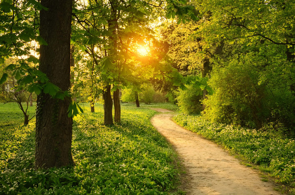 Sunlit path inviting a brief walk